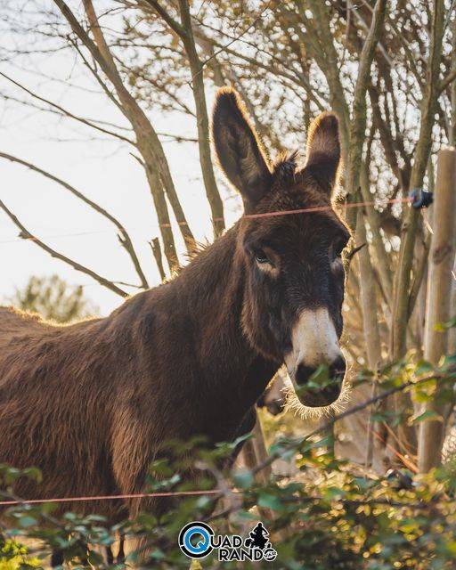 Promenade en quad avec guide proche de Toulon